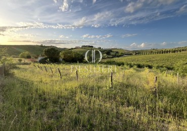 Azienda agricola in vendita a Magliano in Toscana