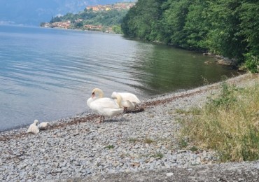 Appartamento in vendita a Monte Isola