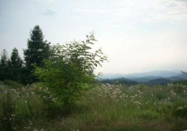 Area Edificabile in vendita a Cinzano