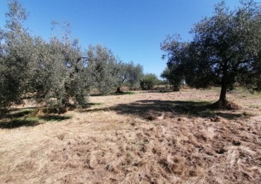 Terreno in vendita a Pitigliano