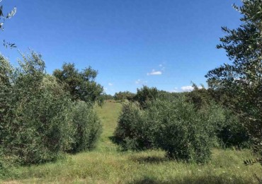 Terreno in vendita a Sorano